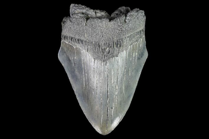 Partial, Fossil Megalodon Tooth #88998